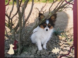 animaux 151.jpg (22 ko)